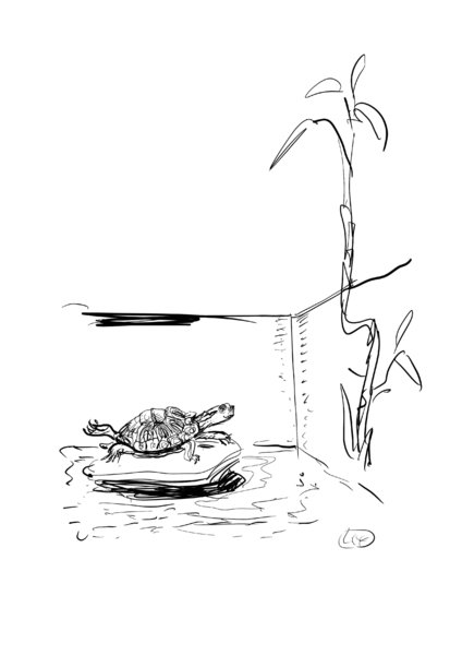 10 - Ton animal preféré. Ici c'est le renard !.jpg