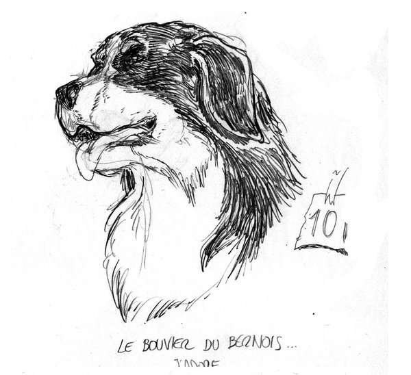 10 Ton animal preféré.jpg