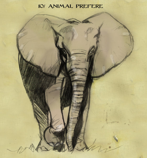 10 Ton animal preféré.jpg